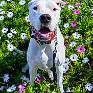 Jinx is registered to the contest to win money with this photo: dog, white_dog, flower_bed, daisies, greenery, outdoor, leash, collar, happy, smiling, pet, nature, spring, garden, grass, sunlight, canine, flora, close_up, animal