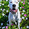 dog, white_dog, flower_bed, daisies, greenery, outdoor, leash, collar, happy, smiling, pet, nature, spring, garden, grass, sunlight, canine, flora, close_up, animal