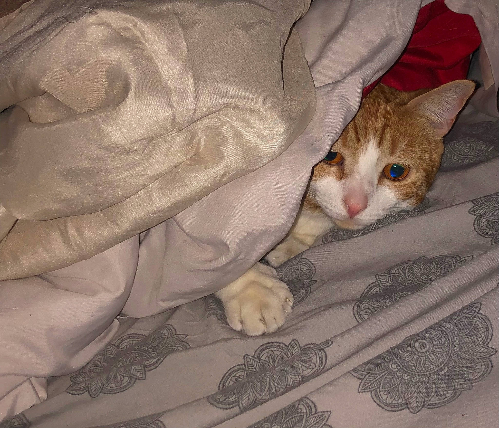 Tigger is registered to the contest to win money with this photo: blanket, carnivore, cat, claw, comfort, couch, domestic_short_haired_cat, fawn, felidae, fur, linens, paw, small_to_medium_sized_cats, snout, tail, textile, whiskers, wood