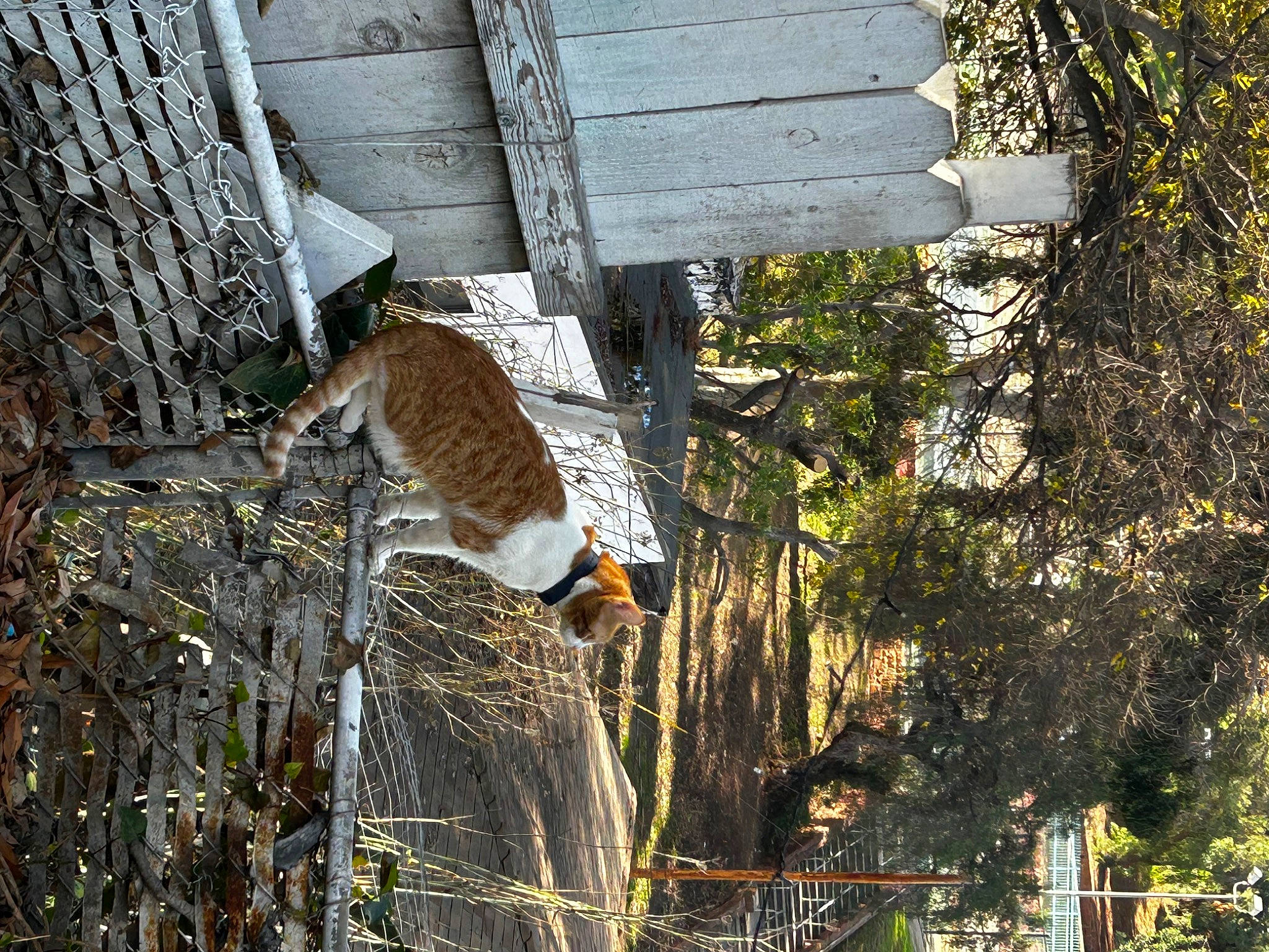 Tigger is registered to the contest to win money with this photo: branch, carnivore, cat, domestic_short_haired_cat, fawn, felidae, fur, grass, plant, small_to_medium_sized_cats, sporting_group, tail, terrestrial_animal, tree, trunk, twig, whiskers, wildlife, winter, wood