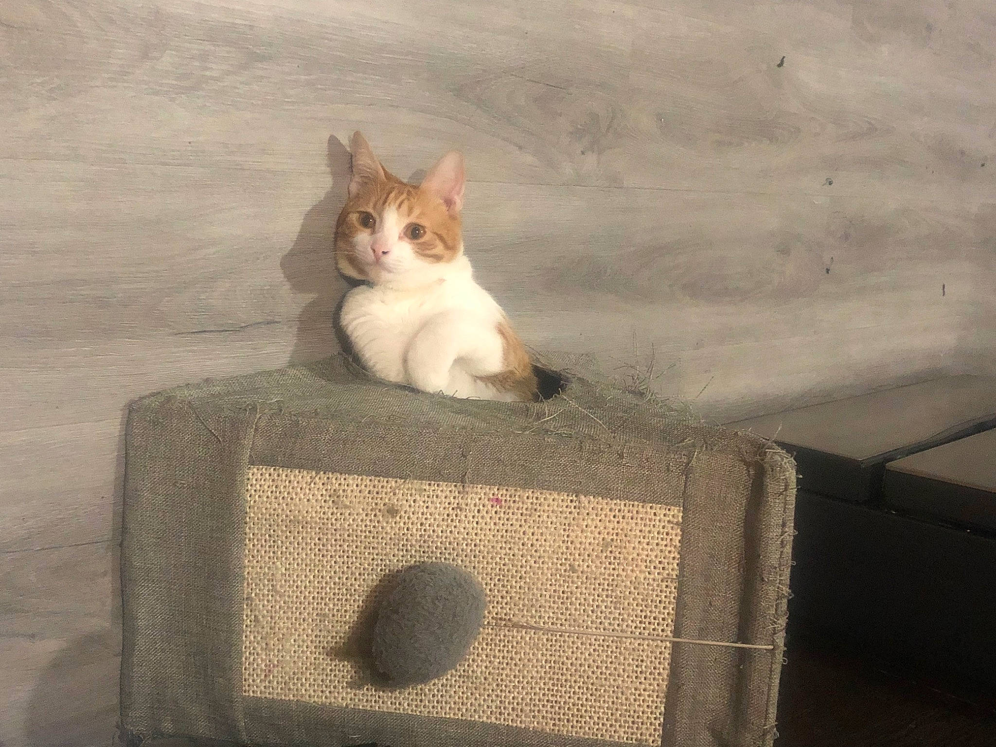 Tigger is registered to the contest to win money with this photo: art, audio_equipment, box, cardboard, carnivore, cat, cat_furniture, concrete, domestic_short_haired_cat, fawn, felidae, fur, grey, illustration, paw, rectangle, small_to_medium_sized_cats, tail, whiskers, wood