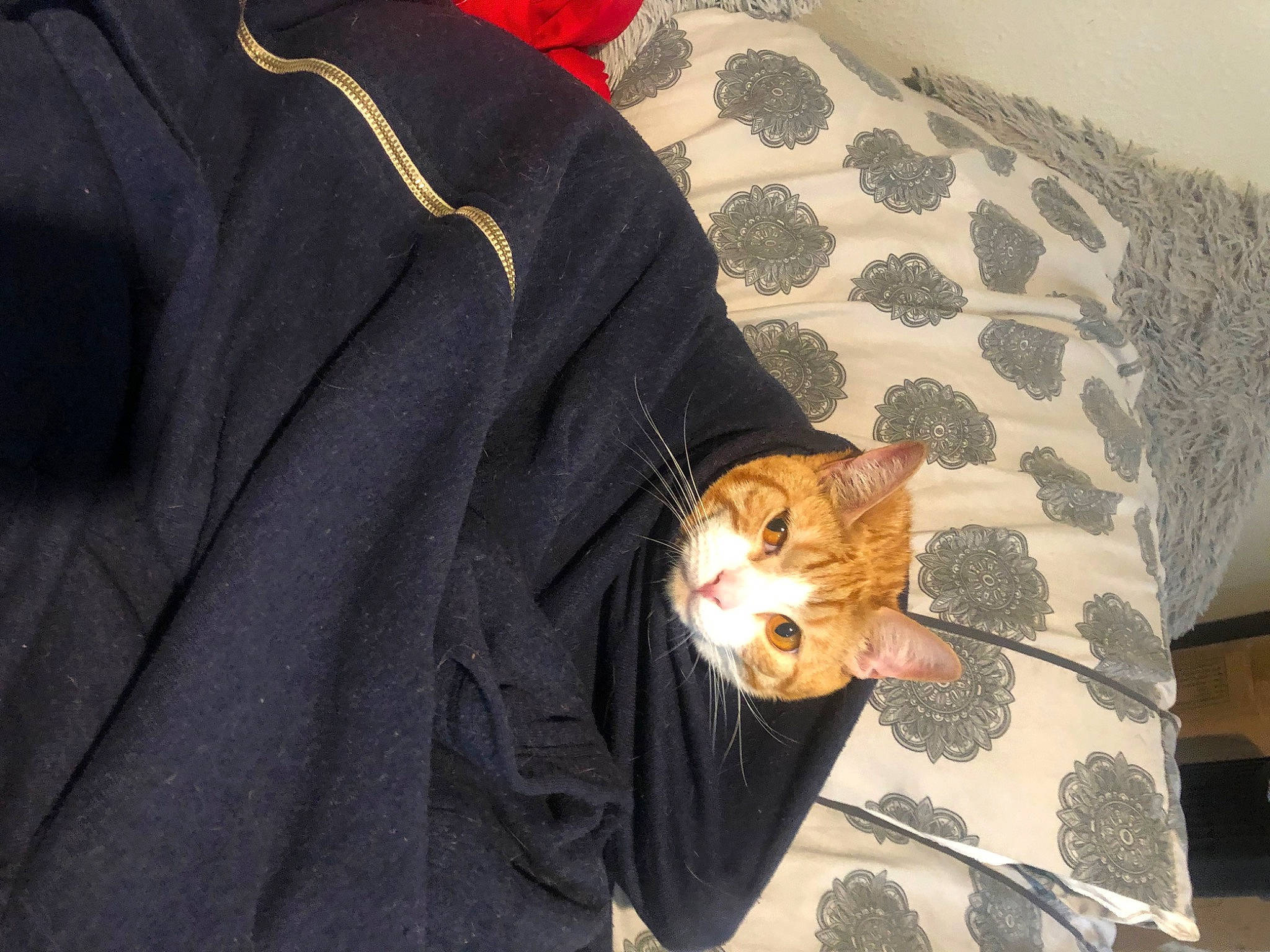 Tigger is registered to the contest to win money with this photo: bag, carnivore, cat, collar, comfort, couch, domestic_short_haired_cat, dress_shirt, fawn, felidae, formal_wear, fur, linens, sleeve, small_to_medium_sized_cats, tail, top, whiskers, wood