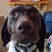 Punk is registered to the contest to win money with this photo: dog, close_up, muzzle, nose, collar, pet, domestic_animal, brown_fur, white_fur, portrait, indoor, living_room, couch, fireplace, whiskers, floppy_ears, brown_eyes, curious_expression, seat, blanket