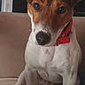 dog, pet, collar, brown_and_white, couch, indoor, plush_toy, animal, sitting, looking_at_camera, ears, snout, fur, domestic_animal, companion, cute, alert, portrait, household, friendly