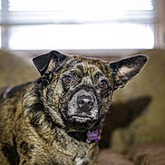 Ashley is registered to the contest to win money with this photo: animal, brindle_coat, canine, companion, couch, cute, dog, domestic_animal, ears, face, fur, furniture, household, indoor, looking, mammal, pet, portrait, resting, window