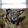 animal, brindle_coat, canine, companion, couch, cute, dog, domestic_animal, ears, face, fur, furniture, household, indoor, looking, mammal, pet, portrait, resting, window
