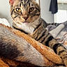 animal, bedroom, blanket, cat, closeup, comfort, cozy, ears, feline, fur, home, indoor, pet, relaxed, resting, soft, striped, tabby, whiskers, yellow_eyes