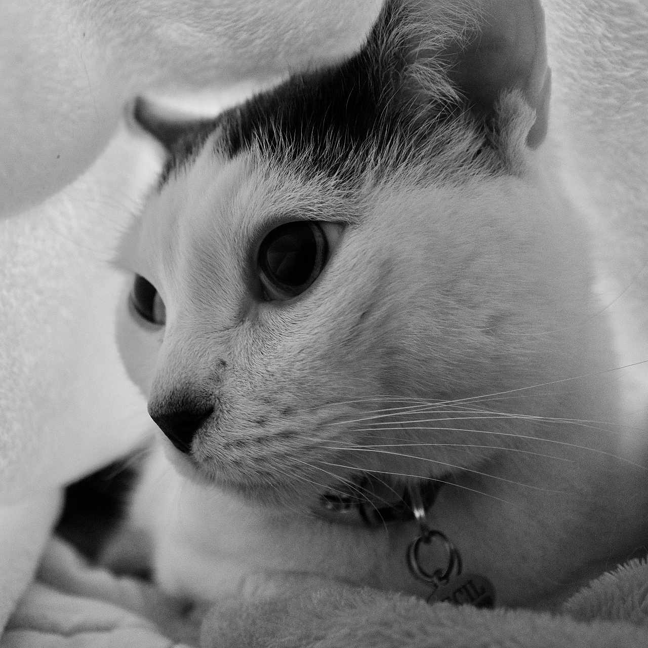 Cecil joined the competition — help win amazing prizes! abyssinian, accessories, angora, animal, blanket, bodypart, cat, collar, ear, finger, hand, kitten, manx, mouth, person, pet, siamese, towel, white