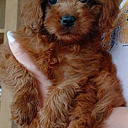 Mimi joined the competition — help win amazing prizes! puppy, dog, brown_fur, curly_fur, pet, animal, cute, close_up, hand, person, indoor, young_dog, fluffy, small_dog, furry, domestic_animal, looking_at_camera, holding, portrait, adorable