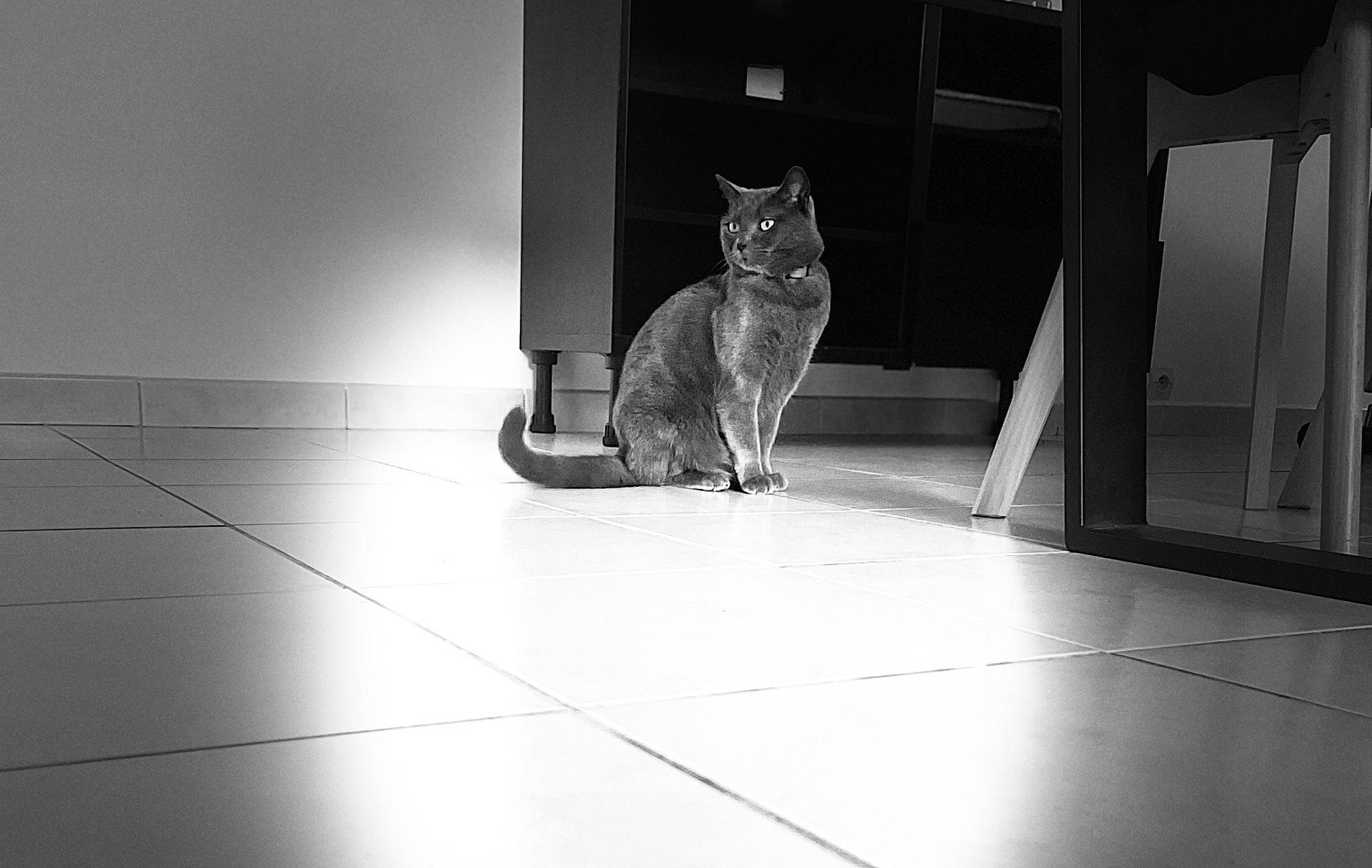 Mala a rejoint le concours — aidez-le/la à gagner de superbes lots ! black_and_white, carnivore, cat, darkness, domestic_short_haired_cat, felidae, flooring, fur, grey, hardwood, monochrome, monochrome_photography, shadow, small_to_medium_sized_cats, snout, still_life_photography, style, tail, whiskers, wood