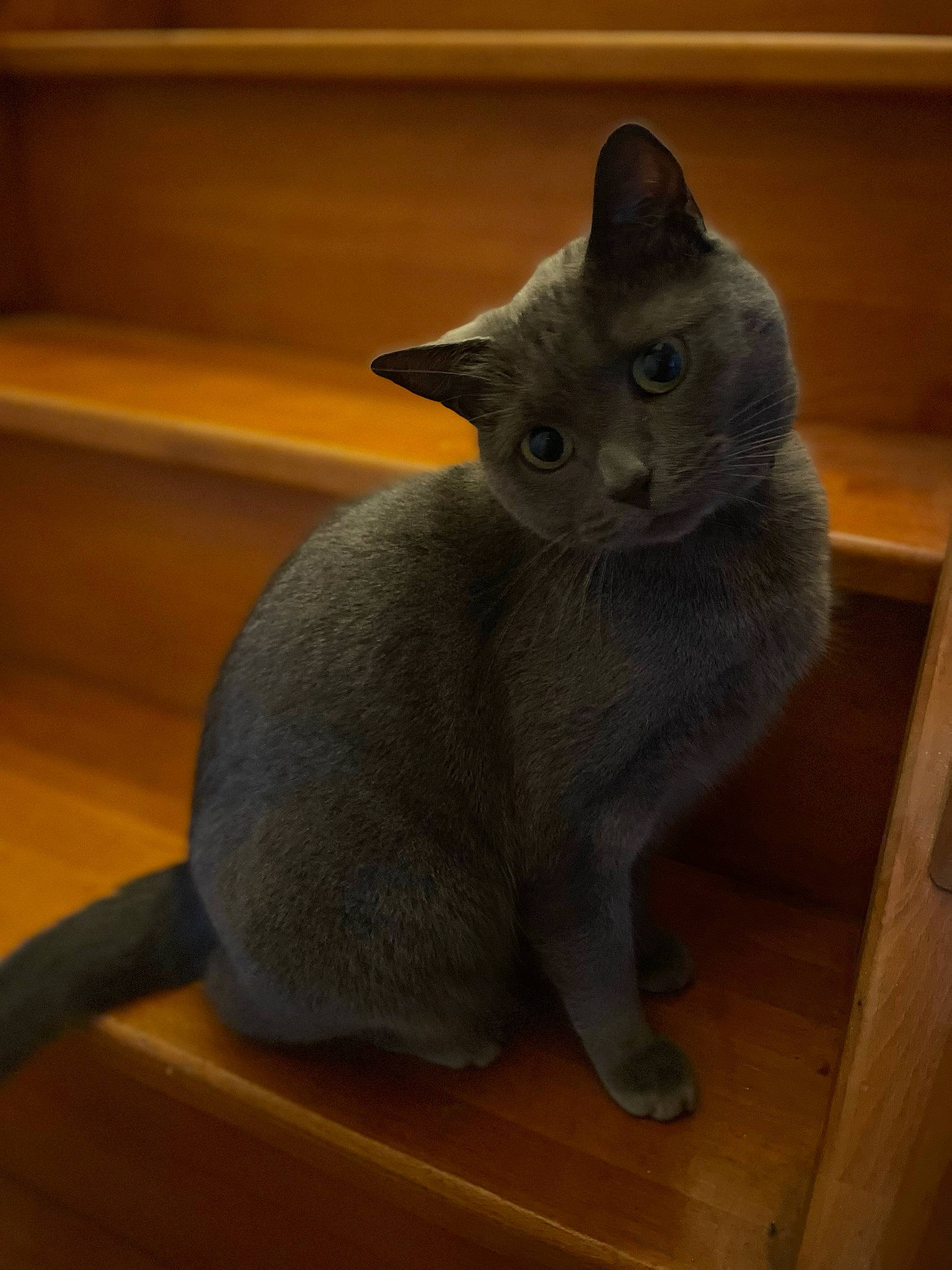 Mala participe au concours pour gagner de l'argent avec cette photo : art, carnivore, cat, cat_supply, domestic_short_haired_cat, felidae, fur, grey, russian_blue, sculpture, small_to_medium_sized_cats, snout, tail, whiskers, wood