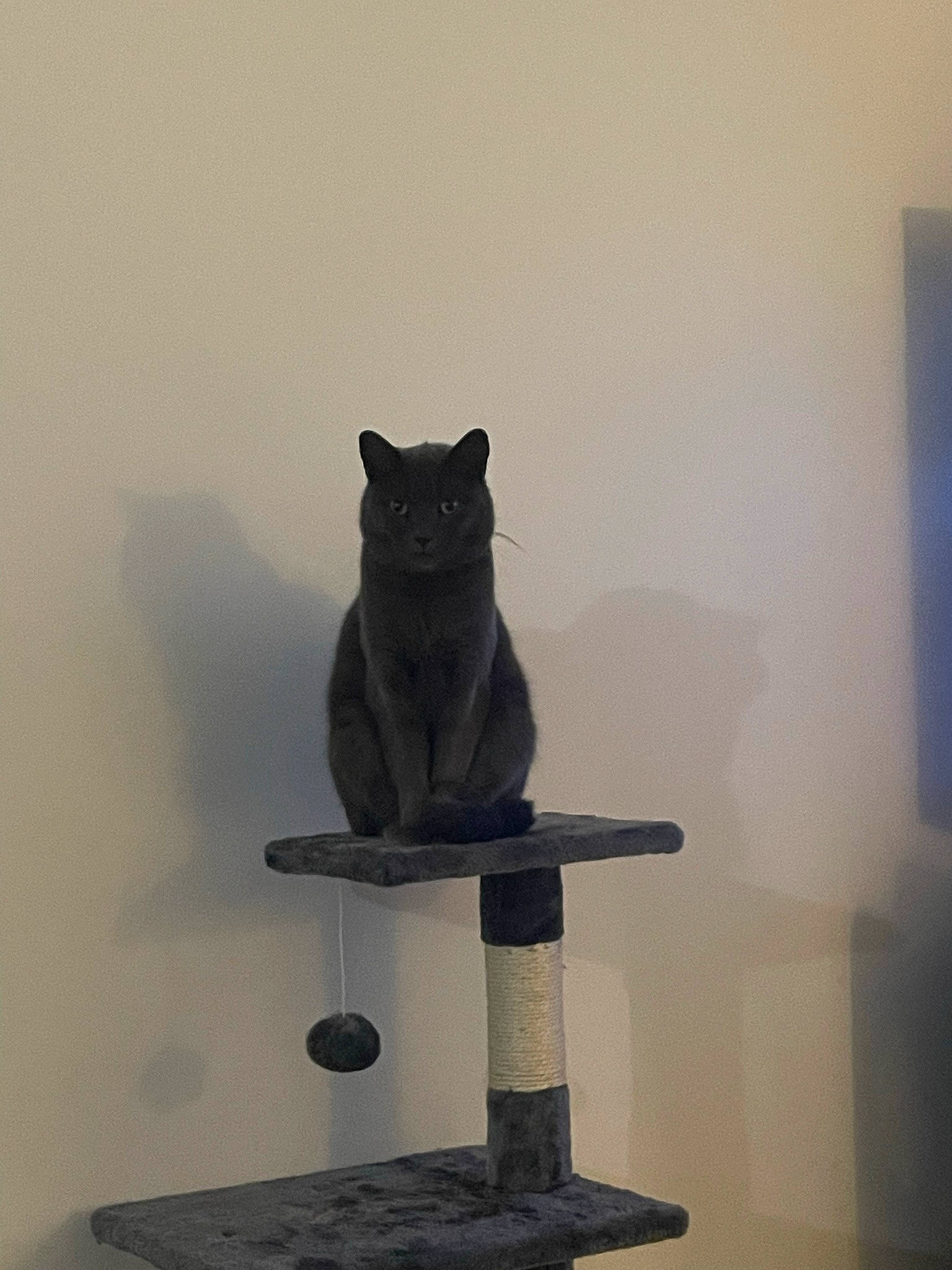 Mala participe au concours pour gagner de l'argent avec cette photo : art, black_cat, bombay, carnivore, cat, cat_supply, domestic_short_haired_cat, felidae, grey, monochrome_photography, pedestal, room, sculpture, sitting, small_to_medium_sized_cats, snout, tail, whiskers, window, wood