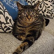 Ashton joined the competition — help win amazing prizes! cat, tabby_cat, pet, feline, animal, indoor, couch, pillow, pattern, texture, relaxed, stretching, fur, whiskers, ears, eyes, home, cozy, resting, domestic