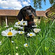 Sergueï a rejoint le concours — aidez-le/la à gagner de superbes lots ! dog, dachshund, grass, daisies, flowers, outdoor, nature, blue_sky, clouds, house, collar, pet, animal, greenery, summer, sunny, cute, curious, garden, canine