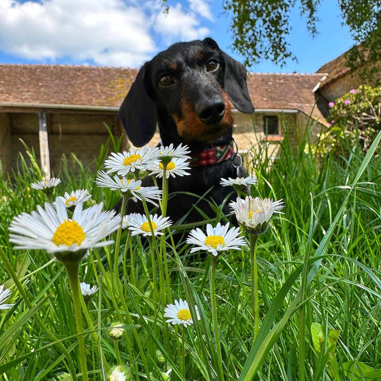 Sergueï a rejoint le concours — aidez-le/la à gagner de superbes lots ! animal, blue_sky, canine, clouds, collar, curious, cute, dachshund, daisies, dog, flowers, garden, grass, greenery, house, nature, outdoor, pet, summer, sunny