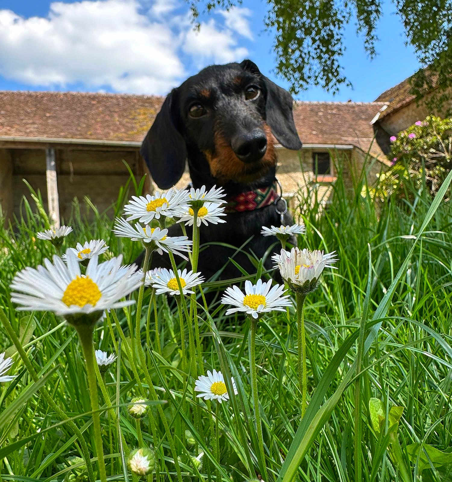 Sergueï a rejoint le concours — aidez-le/la à gagner de superbes lots ! dog, dachshund, grass, daisies, flowers, outdoor, nature, blue_sky, clouds, house, collar, pet, animal, greenery, summer, sunny, cute, curious, garden, canine
