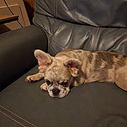 Fiona joined the competition — help win amazing prizes! dog, puppy, leather_couch, indoor, resting, brown, spotted, pet, canine, animal, ears, face, fur, relaxing, home, furniture, stitching, closeup, cute, sleepy