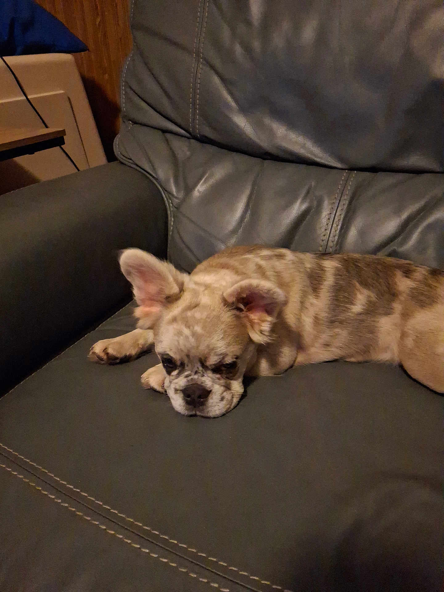 Fiona
