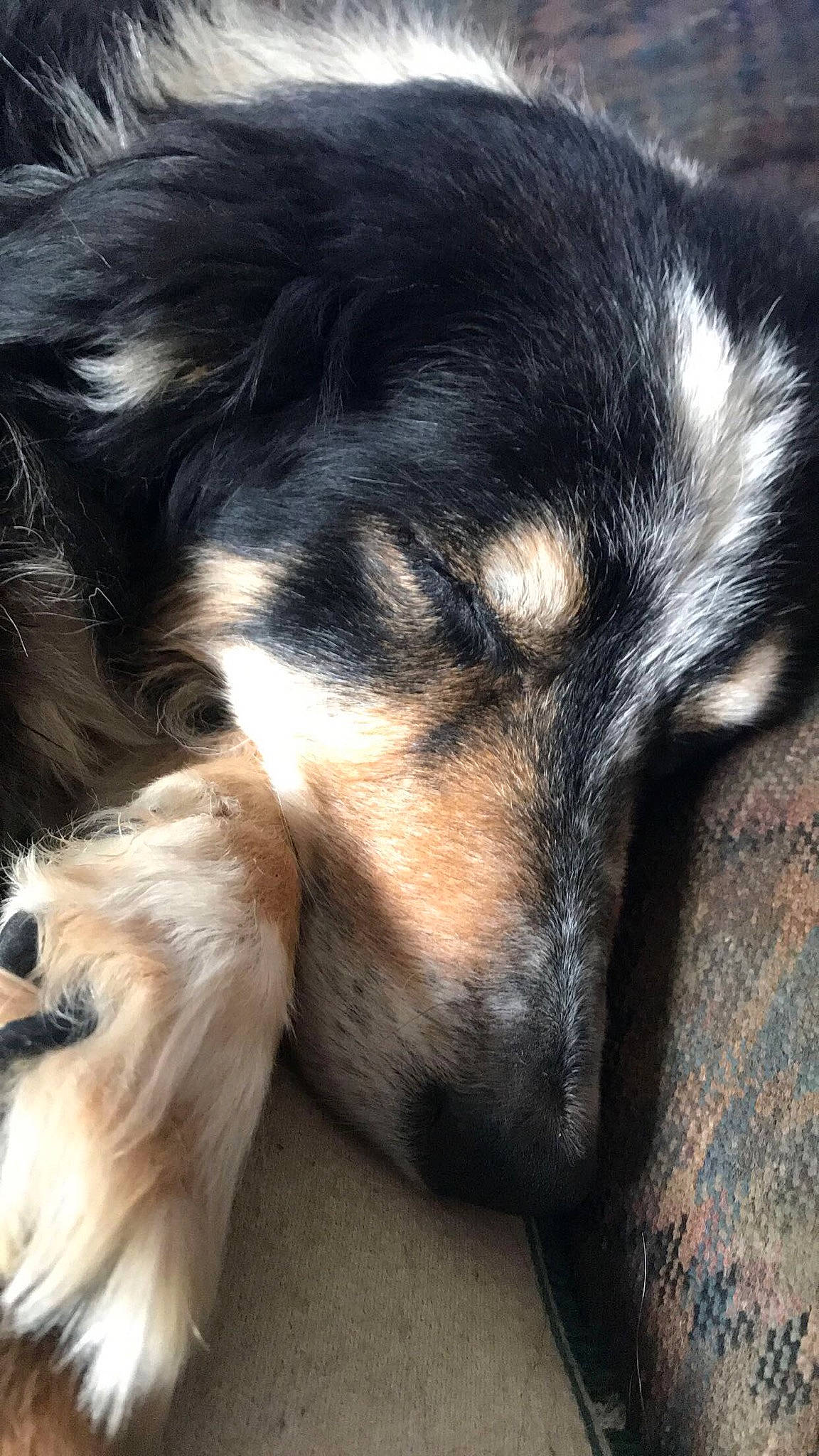 Carlos participe au concours pour gagner de l'argent avec cette photo : canidae, carnivore, comfort, companion_dog, dog, dog_breed, fur, guard_dog, herding_dog, mammal, nap, paw, puppy, sleep, snout, sporting_group, toy_dog, vertebrate, whiskers, working_dog