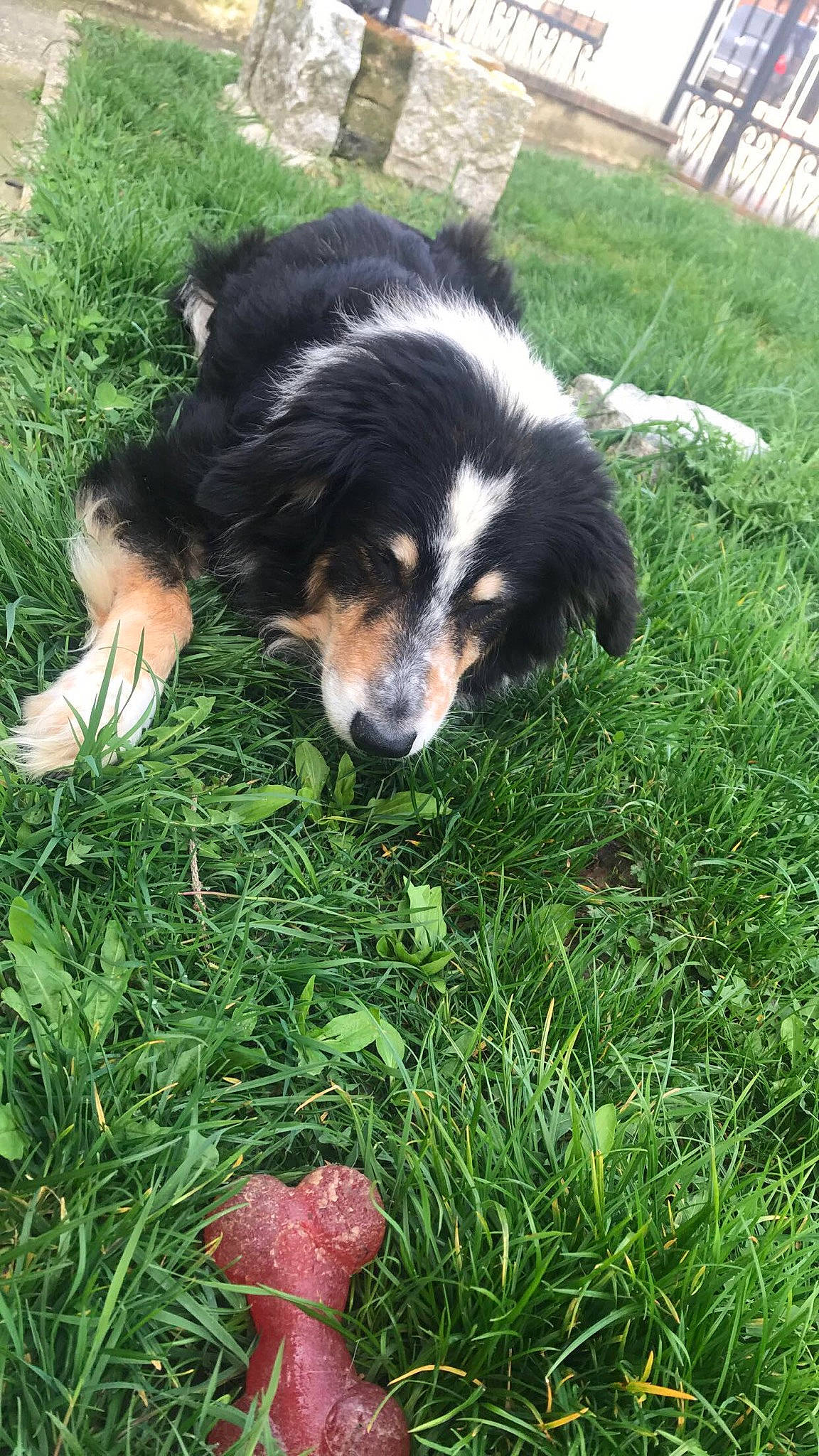 Carlos participe au concours pour gagner de l'argent avec cette photo : border_collie, canidae, carnivore, companion_dog, dog, dog_breed, grass, groundcover, herding_dog, lawn, plant, snout, sporting_group, terrestrial_animal, working_dog