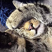 Wybie is registered to the contest to win money with this photo: cat, tabby, sleeping, paw, closeup, fur, nose, whiskers, cozy, blanket, indoor, pet, cute, relaxed, animal, mammal, domestic, resting, soft, feline