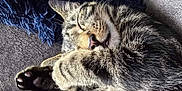 Wybie is registered to the contest to win money with this photo: cat, tabby, sleeping, paw, fur, closeup, cozy, resting, pet, animal, cute, whiskers, indoor, feline, relaxed, soft, nap, cute_paws, blanket, texture