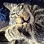 cat, tabby, sleeping, paw, fur, closeup, cozy, resting, pet, animal, cute, whiskers, indoor, feline, relaxed, soft, nap, cute_paws, blanket, texture