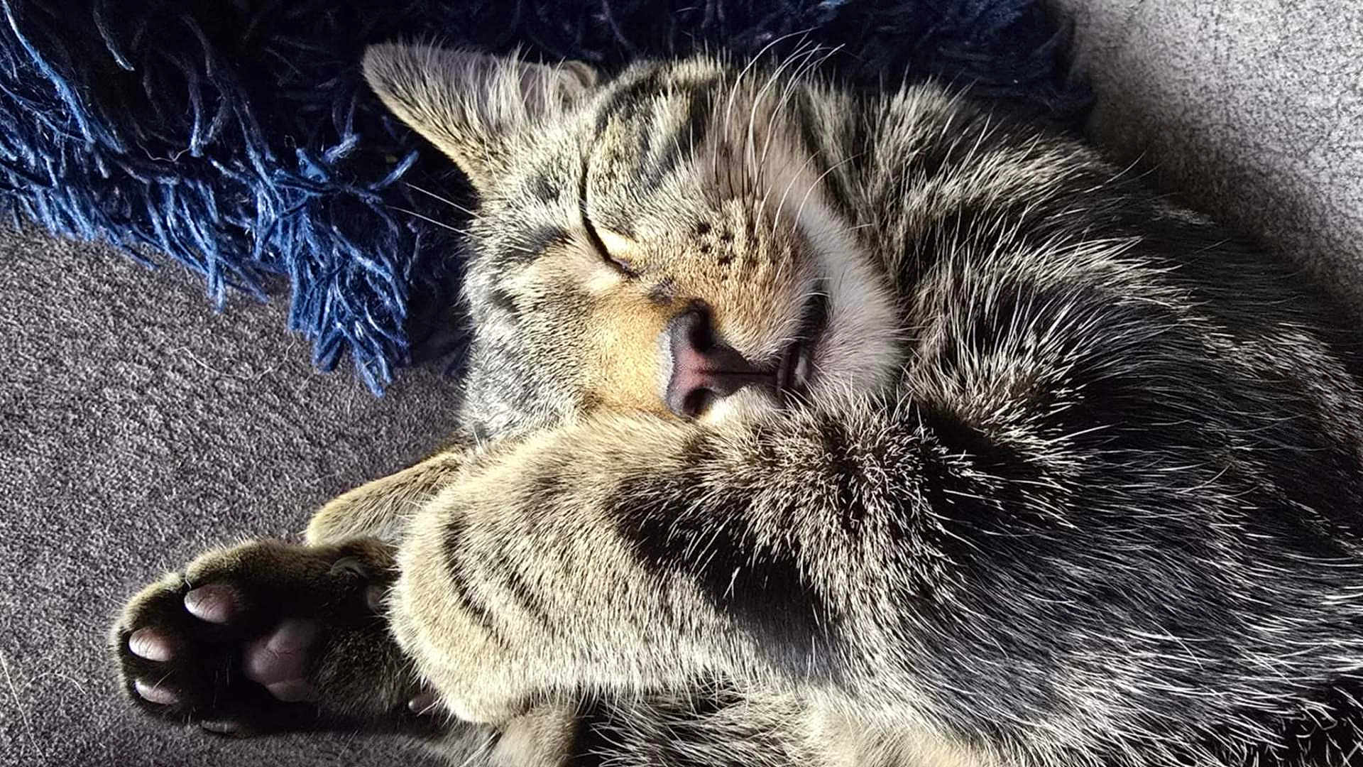Wybie