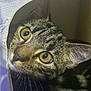 Wybie is registered to the contest to win money with this photo: cat, tabby, pet, animal, curious, eyes, whiskers, feline, indoor, closeup, face, ears, fur, cute, looking, cozy, fabric, tunnel, domestic, playful