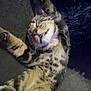 Wybie joined the competition — help win amazing prizes! cat, tabby, pet, sleeping, stretching, feline, whiskers, paw, fur, indoor, relaxed, cute, animal, mammal, domestic, resting, cozy, happy, closeup, portrait