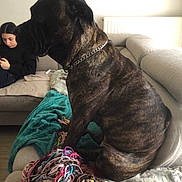 Roussa participe au concours pour gagner de l'argent avec cette photo : blanket, brindle, chain_collar, companion, couch, cozy, dog, furniture, home, indoor, multicolor, person, pet, phone, radiator, relaxed, seated, texting, wood_floor, yarn