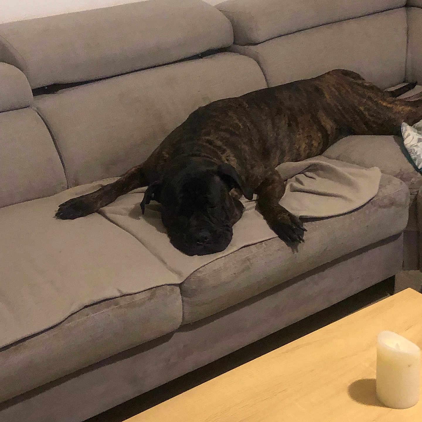 Roussa participe au concours pour gagner de l'argent avec cette photo : animal, blanket, brindle, candle, canine, comfort, couch, cozy, dog, domestic_animal, furniture, home, indoor, laying_down, living_room, pet, relaxed, resting, sleeping, wooden_table