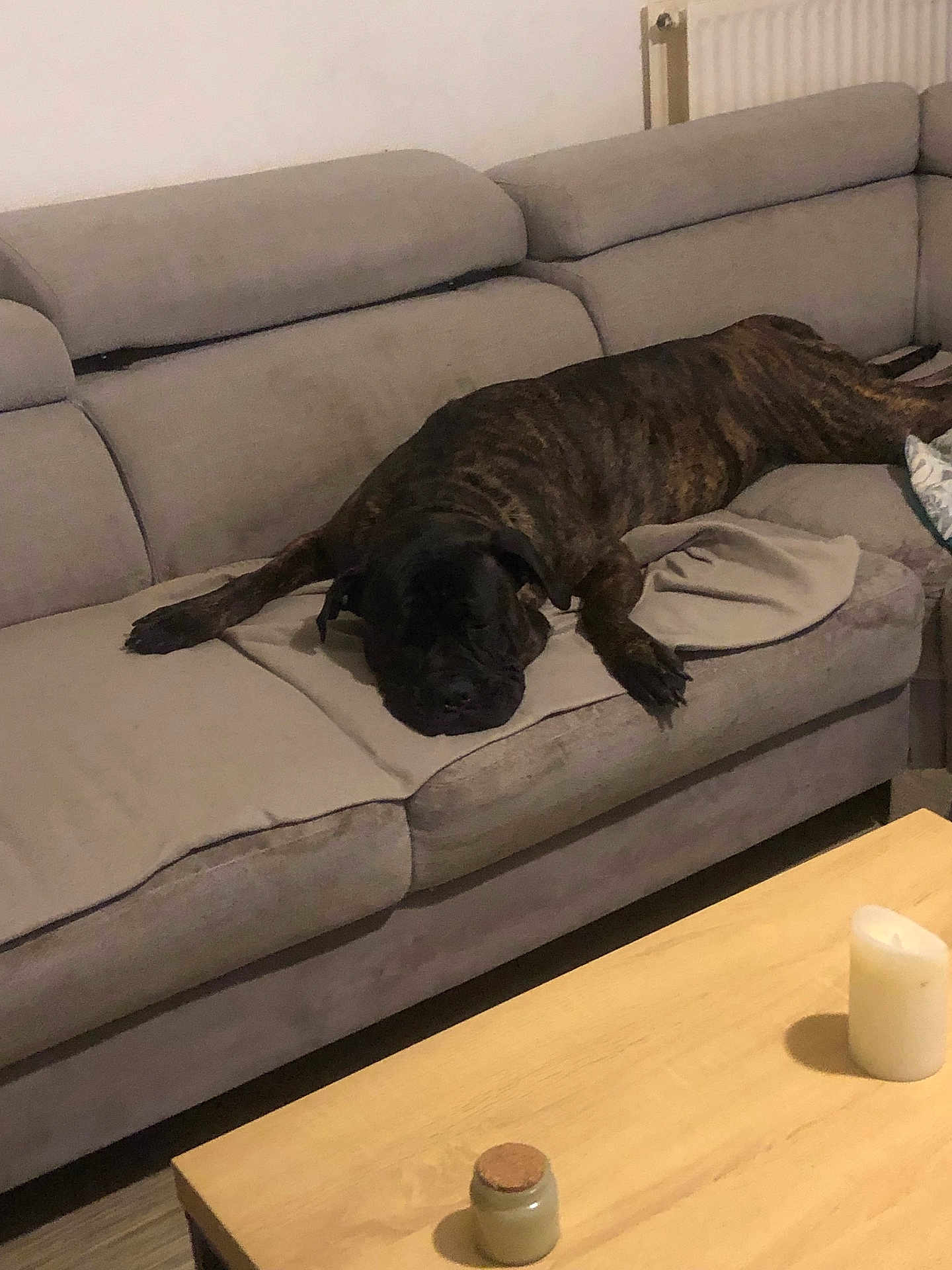 Roussa participe au concours pour gagner de l'argent avec cette photo : animal, blanket, brindle, candle, canine, comfort, couch, cozy, dog, domestic_animal, furniture, home, indoor, laying_down, living_room, pet, relaxed, resting, sleeping, wooden_table