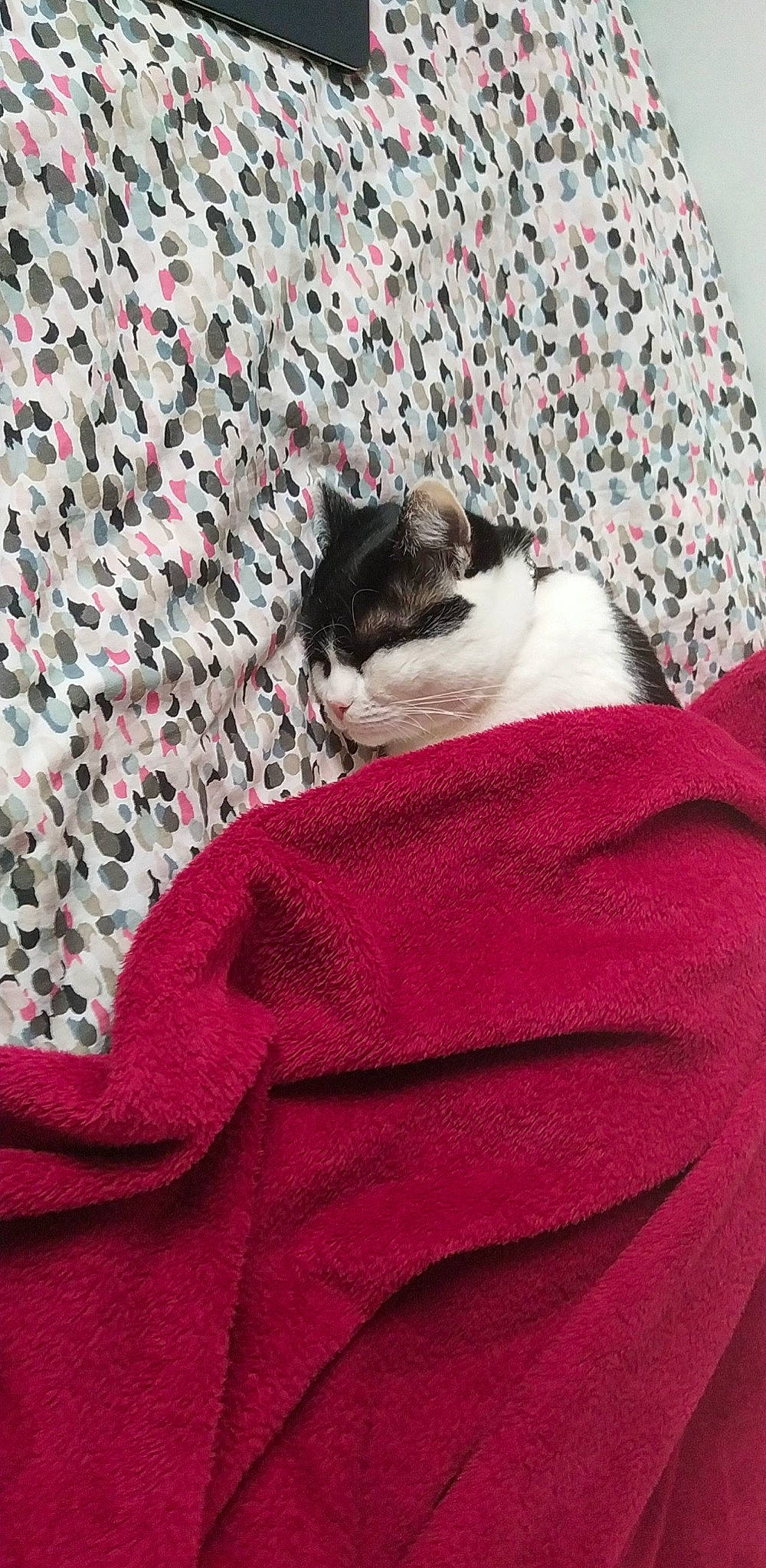 Nikita participe au concours pour gagner de l'argent avec cette photo : bedding, carmine, carnivore, cat, comfort, domestic_short_haired_cat, felidae, flooring, fur, grey, human_leg, linens, magenta, pattern, pink, sleeve, small_to_medium_sized_cats, t_shirt, textile, whiskers