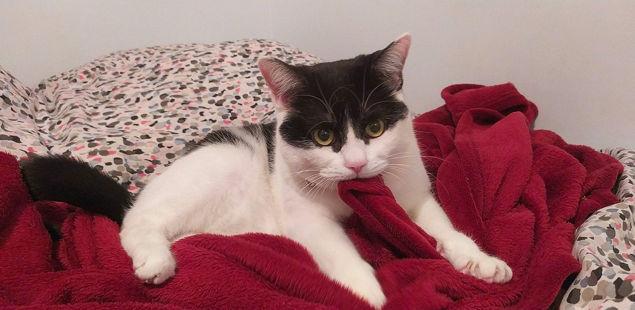 Nikita a rejoint le concours — aidez-le/la à gagner de superbes lots ! carmine, carnivore, cat, comfort, domestic_short_haired_cat, felidae, foot, fur, lap, linens, magenta, paw, sitting, small_to_medium_sized_cats, snout, tail, whiskers