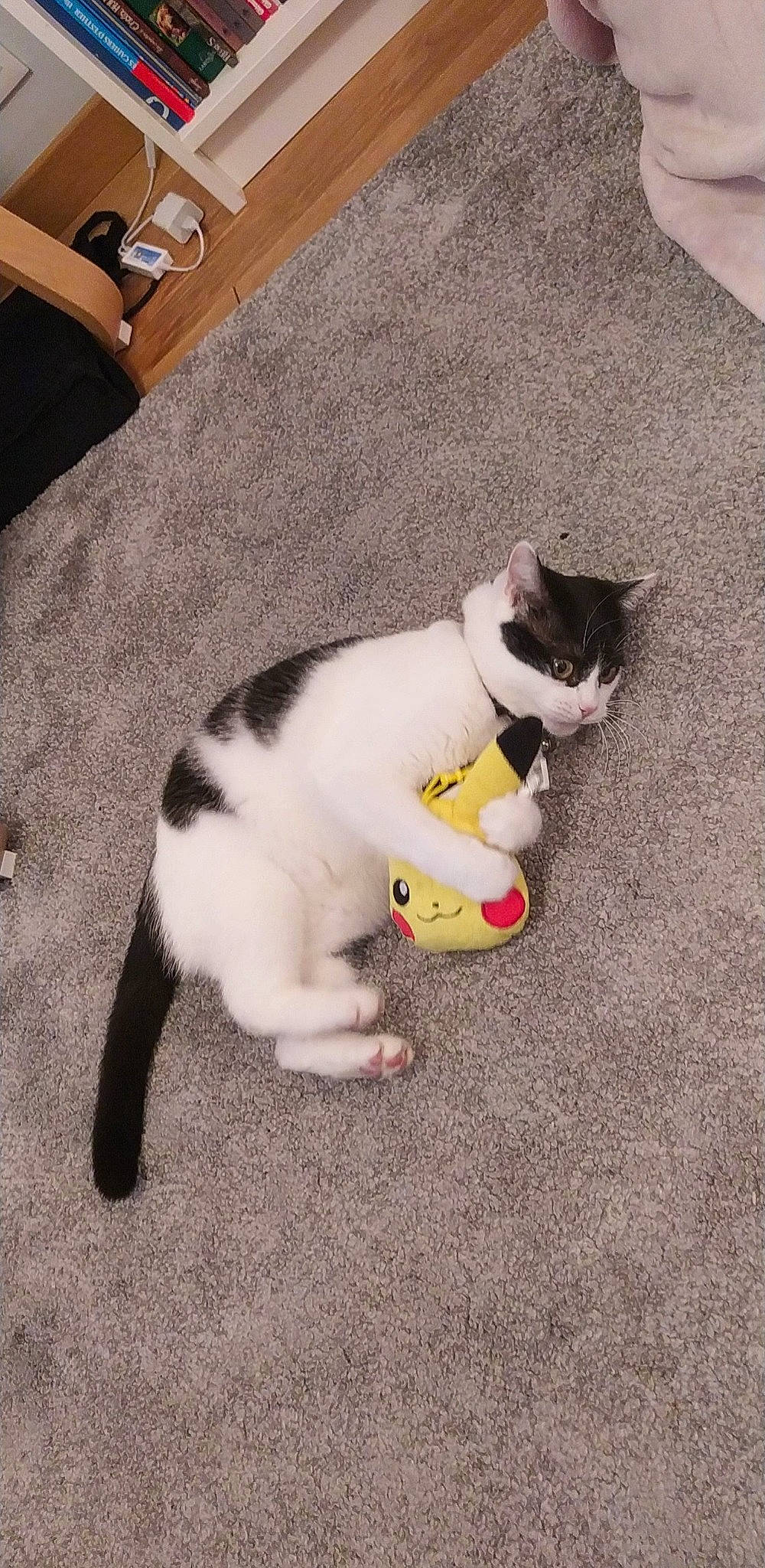 Nikita participe au concours pour gagner de l'argent avec cette photo : carnivore, cat, claw, comfort, couch, domestic_short_haired_cat, drawer, felidae, floor, flooring, foot, fur, hardwood, human_leg, paw, small_to_medium_sized_cats, snout, tail, whiskers, wood