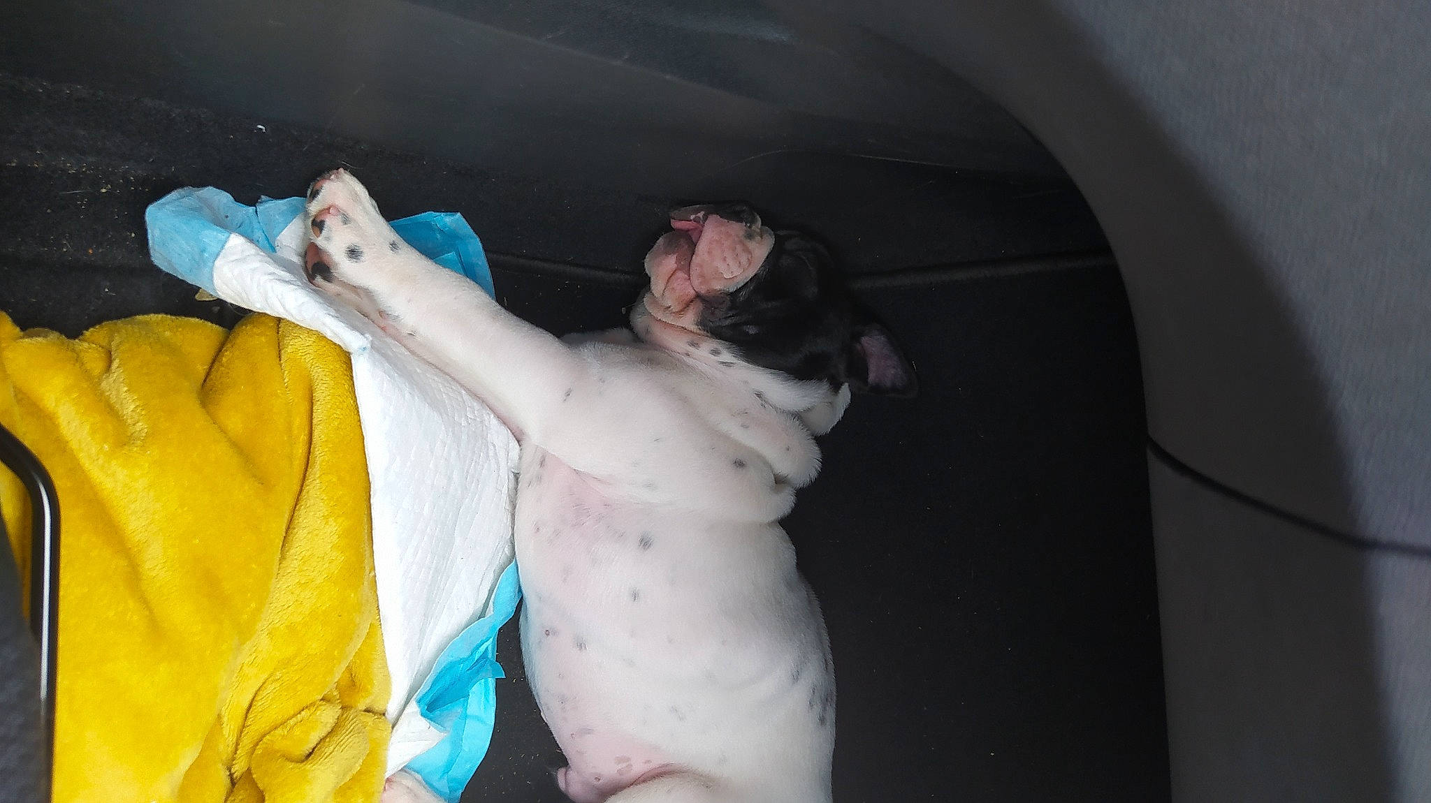 Taylor participe au concours pour gagner de l'argent avec cette photo : abdomen, adventure, barechested, carnivore, chest, child, comfort, companion_dog, dog, dog_breed, elbow, fawn, flesh, fun, fur, gesture, knee, linens, room, trunk