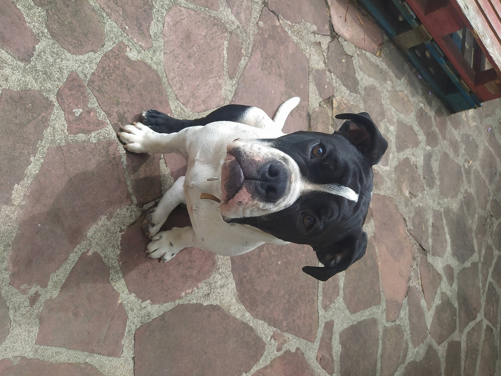 Taylor participe au concours pour gagner de l'argent avec cette photo : boston_terrier, bulldog, carnivore, companion_dog, concrete, dog, dog_breed, dog_collar, fawn, flooring, grey, mammal, molosser, road_surface, shadow, sidewalk, vertebrate, whiskers, wood, working_animal