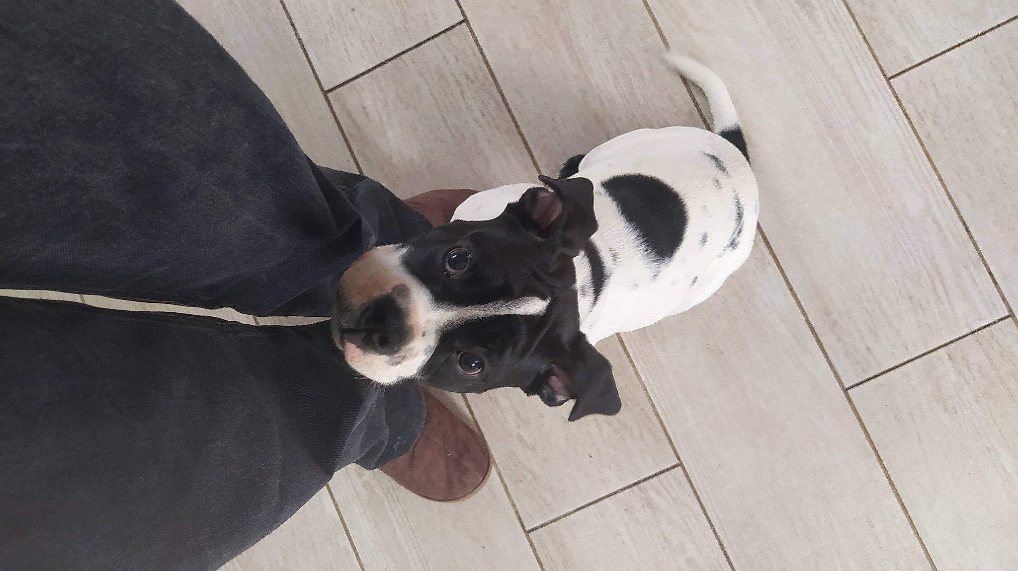 Taylor a rejoint le concours — aidez-le/la à gagner de superbes lots ! boston_terrier, carnivore, collar, companion_dog, dog, dog_breed, dog_collar, dog_supply, eyewear, fawn, flooring, grey, hardwood, pet_supply, snout, sunglasses, tail, whiskers, wood, working_animal