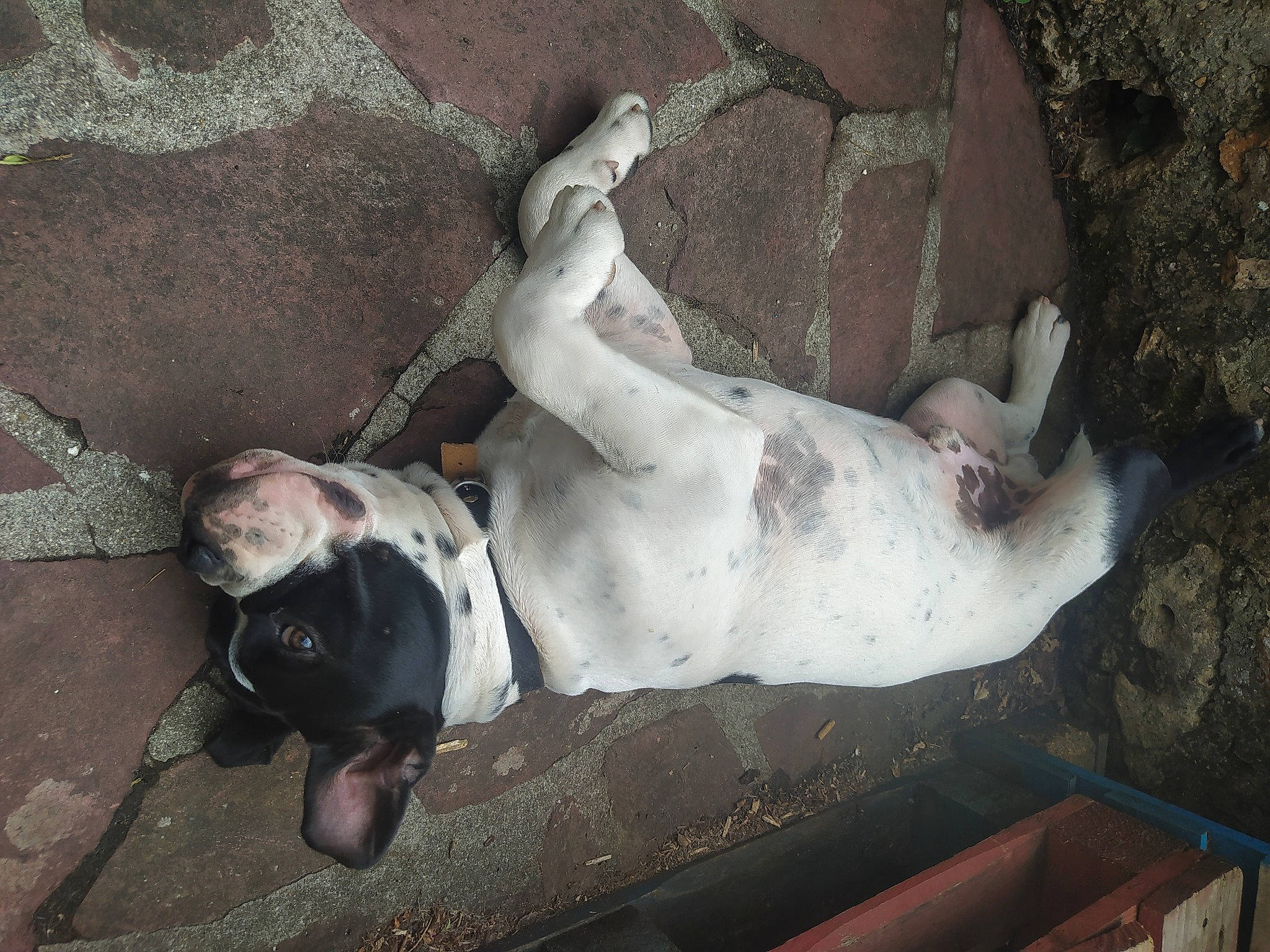 Taylor a rejoint le concours — aidez-le/la à gagner de superbes lots ! art, canidae, carnivore, collar, companion_dog, concrete, dog, dog_breed, dog_collar, fawn, grey, metal, non_sporting_group, pet_supply, sculpture, snout, sporting_group, street_dog, terrestrial_animal, working_animal