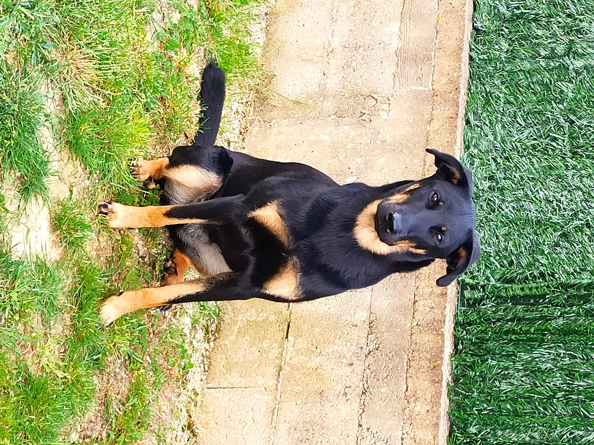 Tarja a rejoint le concours — aidez-le/la à gagner de superbes lots ! carnivore, companion_dog, dobermann, dog, dog_breed, grass, guard_dog, hound, hunting_dog, lithuanian_hound, people_in_nature, pinscher, plant, shadow, tail, terrestrial_animal, toy_dog, working_animal, working_dog