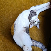 Jumpy a rejoint le concours — aidez-le/la à gagner de superbes lots ! cat, stretching, chair, mustard_yellow, feline, pet, animal, white_fur, gray_fur, curious, upside_down, relaxed, indoors, cozy, soft_texture, fur, whiskers, paw, tail, seated