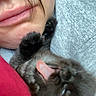 Panther is registered to the contest to win money with this photo: cat, kitten, person, face, paw, fur, whiskers, close_up, portrait, cuddling, playful, upside_down, indoors, cozy, gray_fur, red_clothing, gray_sweater, pet, companion_animal, selfie