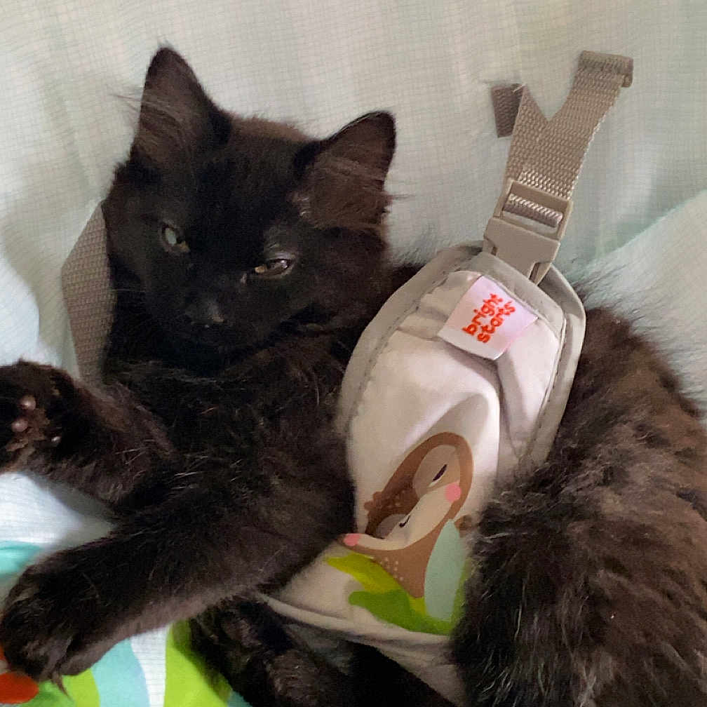 Panther joined the competition — help win amazing prizes! cat, black_cat, kitten, pet, animal, furry, fluffy, sitting, lying_down, harness, indoor, cushion, blanket, colorful, cozy, relaxed, sleepy, whiskers, ears, photography