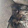 Panther joined the competition — help win amazing prizes! cat, kitten, fluffy, gray_fur, sleeping, curled_up, upside_down, couch, cushions, indoors, pet, animal, whiskers, closed_eyes, relaxed, cozy, nap, long_hair, tail, portrait