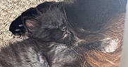 Panther is registered to the contest to win money with this photo: kittens, cats, black_cat, sleeping, kitten, furry, cuddle_pile, pet, animal, sunlight, sunbeam, carpet, indoor, cozy, relaxed, whiskers, ears, fluffy, toy, portrait