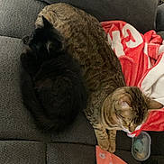 Panther is registered to the contest to win money with this photo: cats, cat, tabby_cat, black_cat, pets, sleeping, cuddling, resting, couch, sofa, blanket, living_room, indoor, home, furniture, cozy, relaxed, furry, animals, nap