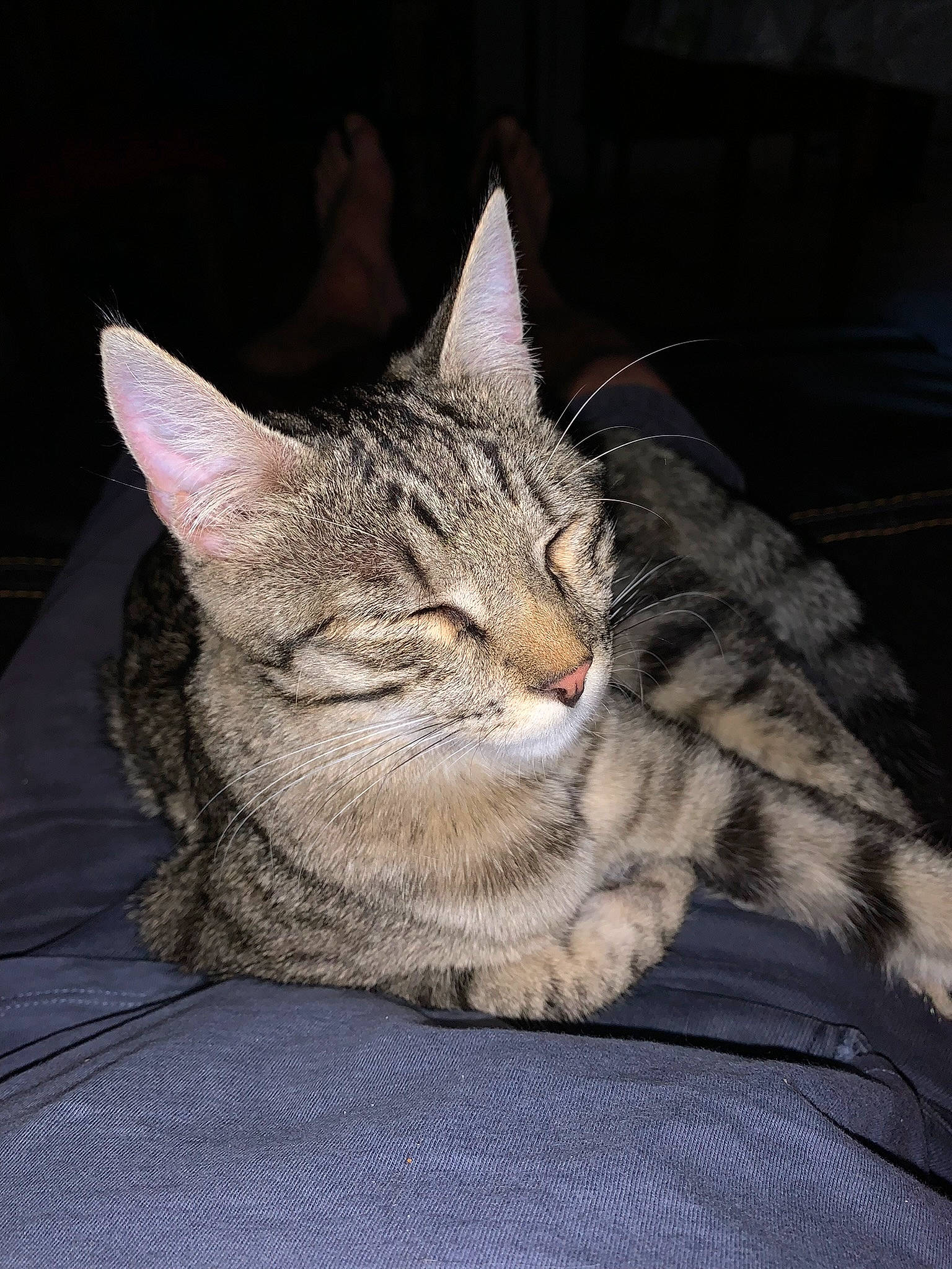 Speedy a rejoint le concours — aidez-le/la à gagner de superbes lots ! carnivore, cat, claw, comfort, darkness, domestic_short_haired_cat, felidae, fur, grey, paw, sitting, small_to_medium_sized_cats, snout, tail, terrestrial_animal, tree, whiskers, wildlife, window