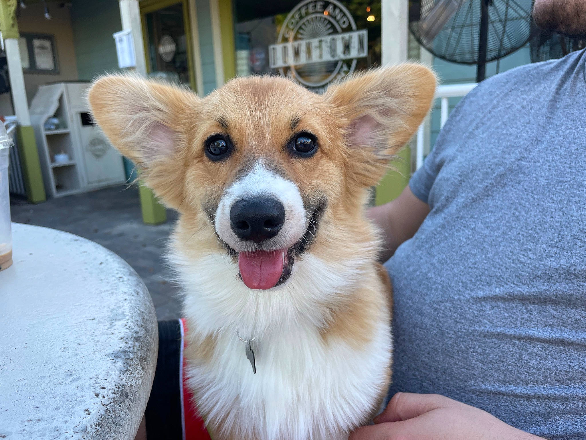 Edith is registered to the contest to win money with this photo: ancient_dog_breeds, canidae, carnivore, collar, companion_dog, dog, dog_breed, dog_supply, door, fawn, fur, non_sporting_group, pomeranian, snout, spitz, sporting_group, terrestrial_animal, toy_dog, welsh_corgi, whiskers