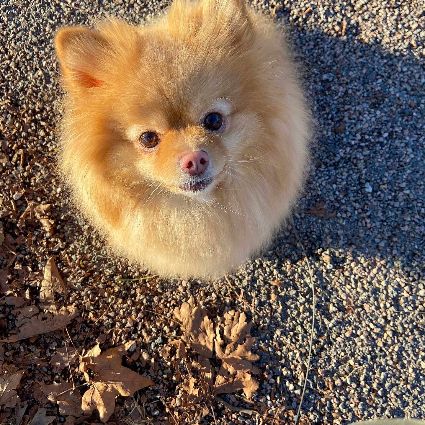 Laïka participe au concours pour gagner de l'argent avec cette photo : adorable, animal, canine, close_up, cute, daylight, dog, fluffy, fur, gravel, leaves, looking_up, mammal, nature, outdoor, pet, pomeranian, portrait, small_dog, sunlight